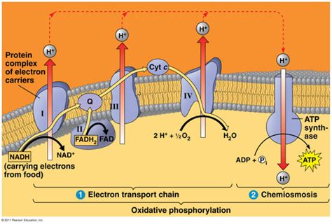 electron transport chain input and output|electron transport chain quizlet.